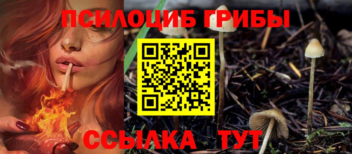 дарнет шоп  Вход с VPN  Прохладный  Галлюциногенные грибы мицелий 